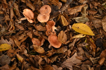 A man picks mushrooms in the forest in autumn