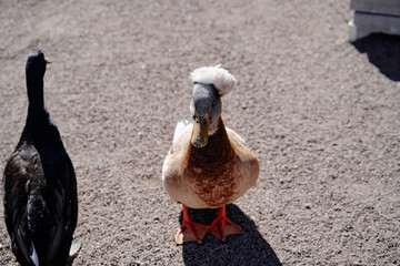 A brown and white crested duck standing next to a black duck, both on rocky ground under sunlight. The image emphasizes the uniqueness and natural beauty of these waterfowl.