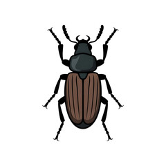 A beetle illustration vector style
