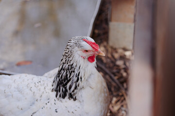 A detailed side view of a white chicken with speckled feathers and a red comb, captured outdoors against a natural background.
