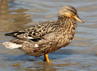 Gadwall on the shoreline