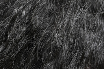 Black grey shaggy faux fur texture background creating warm and cozy animal pelt pattern. Soft...