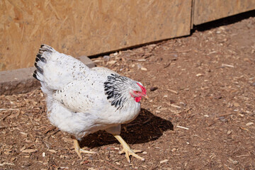 White and Black Chicken Standing on Wood Chips in a Rustic Yard