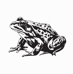 African Giant Bullfrog Wildlife Illustration isolated on white background