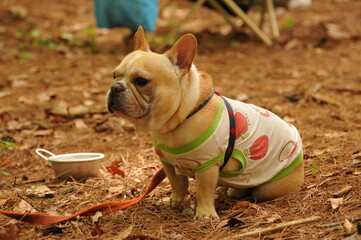 french bulldog puppy