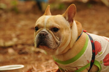 french bulldog puppy
