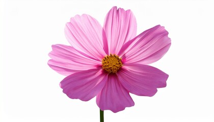 Obraz premium Pink Cosmos Flower Isolated On White Background