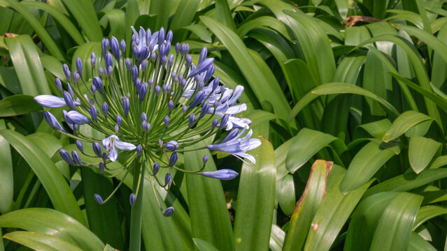 Beautiful African Lily with purple-blue blossoms standing tall in tropical garden, symbolizing elegance and vitality.