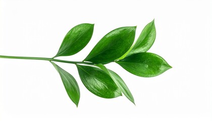 Naklejka premium Glossy green leafy branch with alternating pointed leaves on central stem, evoking botanical clarity and natural elegance.