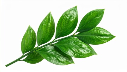 Fototapeta premium Glossy green leafy branch with alternating pointed leaves on central stem, evoking botanical clarity and natural elegance.