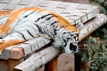 Majestic tiger lies stretched across rustic wooden platform, eyes closed and whiskers forward, showing peaceful rest in natural setting. Orange fur with bold stripes contrasts with weathered boards.