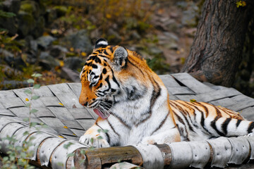 Bengal tiger lounges on weathered wooden platform in natural forest backdrop. calm, contemplative...