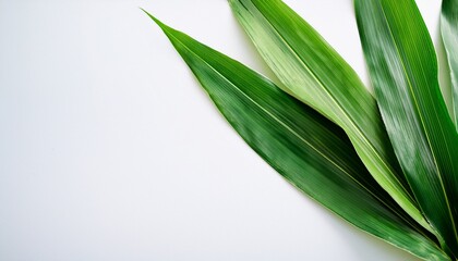 Obraz premium Diagonal Green Bamboo Leaves On White Background For Minimalist Design