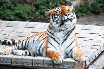 Calm tiger lounges on a wooden platform, showcasing striking orange, white, and black stripes. This wildlife portrait conveys majesty, strength, and serene focus suitable for nature and animal themes.