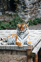 Regal Bengal tiger rests on weathered wooden platform with a calm, majestic gaze. Stone backdrop and greenery create a natural, tranquil wildlife scene suitable for nature and animal-themed projects.