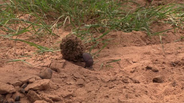 Dung beetle rolling elephant poo