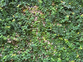 Obraz premium green leaves background