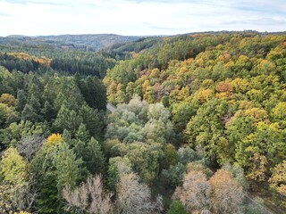 Drone shot of an autumn forest