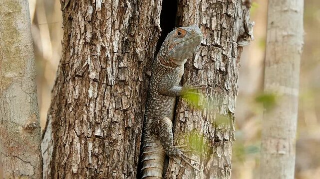 Madagascan collared iguanid, Oplurus cuvieri, sitting in tree gap 2
