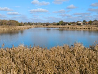 reeds in the water