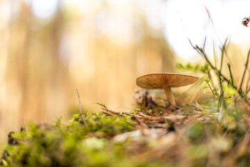 Low angle close-up of delicate mushroom gills on green moss in autumn forest