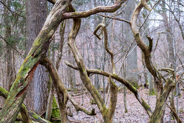 Fallen trees scattered across the Bialowieza Forest.
