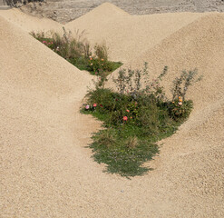 Green plants and flowers growing between mounds or sand, oasis in the desert concept art