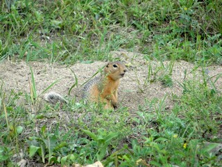 prairie dog eating.A brown Buryat ground squirrel, or marmot, stands in a green field and looks around cautiously.