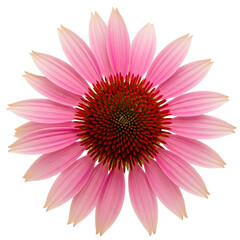 Obraz premium pink dahlia isolated on white