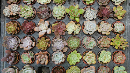Tiny Pots, Big Personality – A Succulent Celebration.