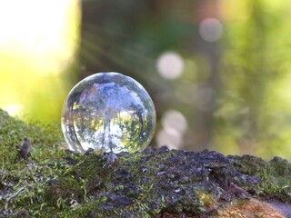 エコイメージ-ガラスの木と苔むした森