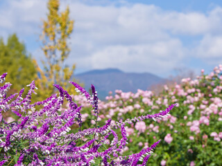 サルビア（レウカンサ）と薔薇のガーデン