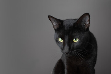 Funny studio portrait of a black cat with a skeptical, mischievous expression against a dark background.