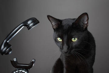 Studio portrait of a black cat with glossy fur, isolated against a clean background, highlighting elegant features, intense eyes, and a calm, mysterious expression.