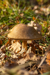 Vertical close-up of a large bolete mushroom in sunny autumn leaves