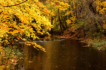Autumn forest with reflection of trees in the water, autumn landscape
