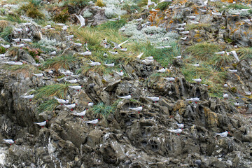 Navigating the Beagle channel from Ushuaia with sea lions, whales, penguins and various bird species, and the iconic Les Eclaireurs Lighthouse. Sea bird on the rock. Patagonia Argentina.