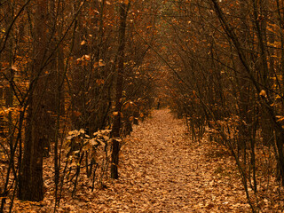 Forest path during autumn, carpeted with fallen leaves