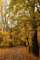 Path in autumn forest with yellow leaves. Colorful autumn landscape.