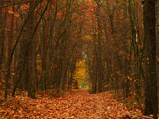 Forest path during autumn, carpeted with fallen leaves