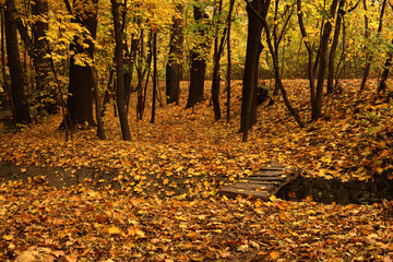 Obraz premium bridge in the autumn park with yellow leaves. Beautiful autumn landscape.