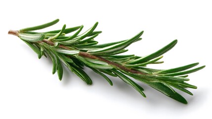 Fototapeta premium Fresh rosemary sprig isolated on white aromatic culinary herb ingredient