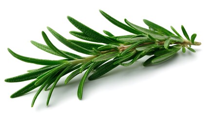 Fototapeta premium Fresh Rosemary Sprig Isolated on White Background Herbal Ingredient