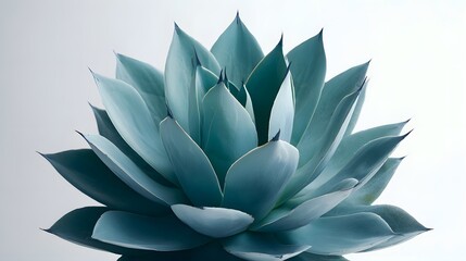 Fototapeta premium Close up of an elegant blue agave plant rosette on white backdrop