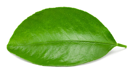 citrus leaves isolated on white background. clipping path