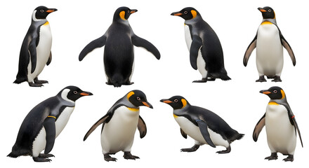 A collection of eight majestic King Penguins isolated on a white background, showcasing a variety of different poses and postures