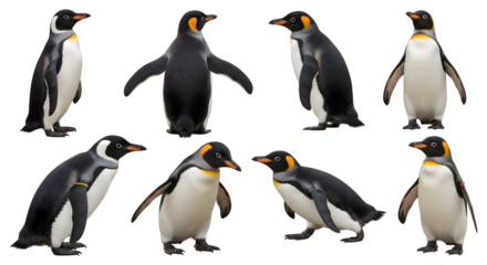 A collection of eight majestic King Penguins isolated on a white background, showcasing a variety of different poses and postures