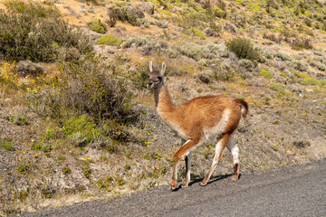 Obraz premium Guanacos at Torres del Paine National Park is one of Chile's most important protected wilderness areas. It is located between the Andes Mountains and the Patagonian steppe. Chile, South America