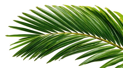 Obraz premium Lush Green Palm Frond Isolated on White Background Detail View