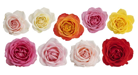 Collection of ten vibrant and colorful rose blooms in full bloom, captured from a top-down perspective